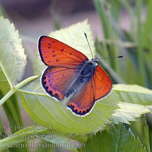 Lycaena thersamon Lesser Fiery Copper Cuivré genêt Kis tűzlepke