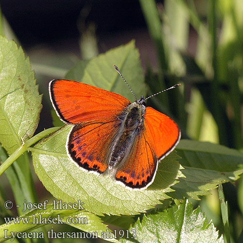 Lycaena thersamon Cuivré genêt Kis tűzlepke Czerwończyk żarek