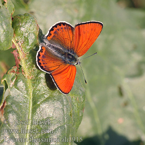 Lycaena thersamon Czerwończyk żarek Ohniváčik prútnatcový