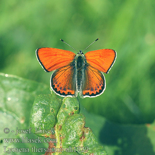 Lycaena thersamon Ohniváček janovcový Idänkultasiipi