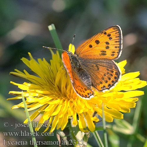 Lycaena thersamon Червонец блестящий Küçük Ates Kelebeği