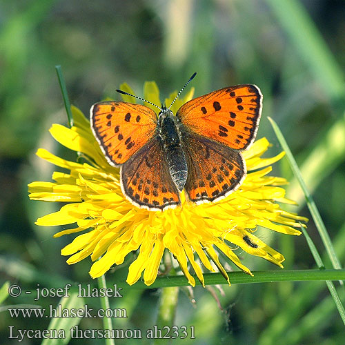 Lycaena thersamon Küçük Ates Kelebeği Lesser Fiery Copper Cuivré genêt