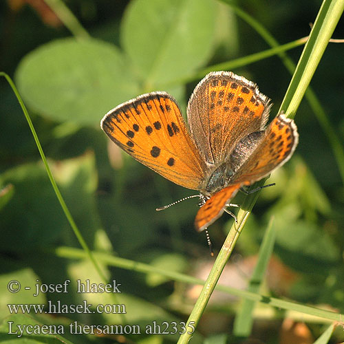 Lycaena thersamon Kis tűzlepke Czerwończyk żarek Ohniváčik prútnatcový