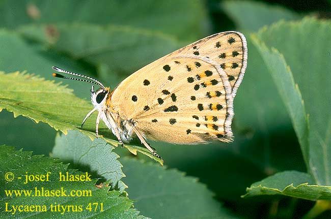 Lycaena tityrus Sooty Copper Cuivré fuligineux Barna tűzlepke