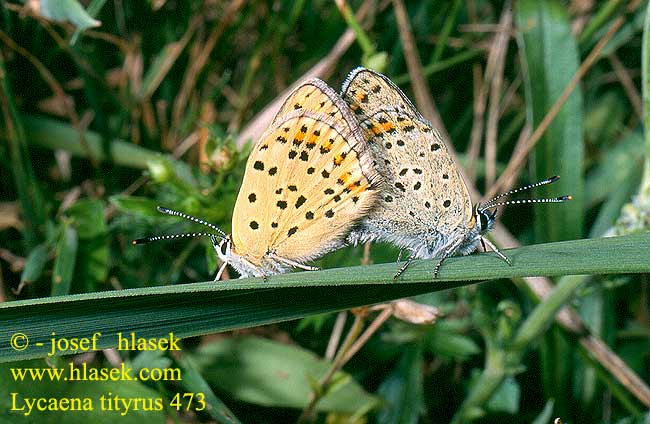 Lycaena tityrus Ohniváček černoskvrnný Manto oscuro Dansk Guldvinge Tanskankultasiipi