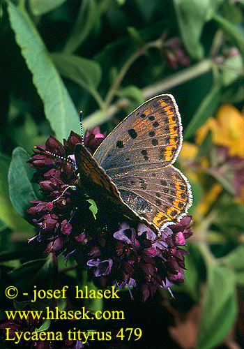 Lycaena tityrus Червонец бурый Temni cekinček Bakır kelebeği Heodes