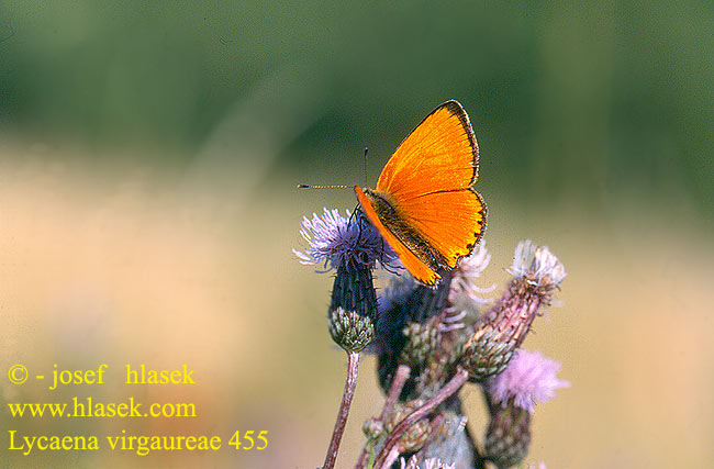 Lycaena virgaureae Scarce Copper cuivré verge d'or Aranyos tűzlepke