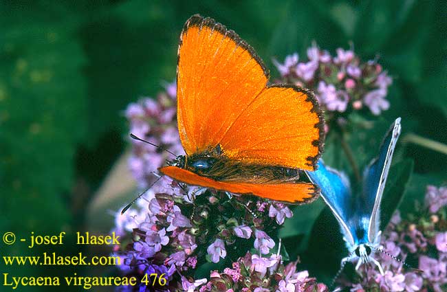 Lycaena virgaureae Dukaten Feuerfalter Dukatenfalter Czerwończyk kacik