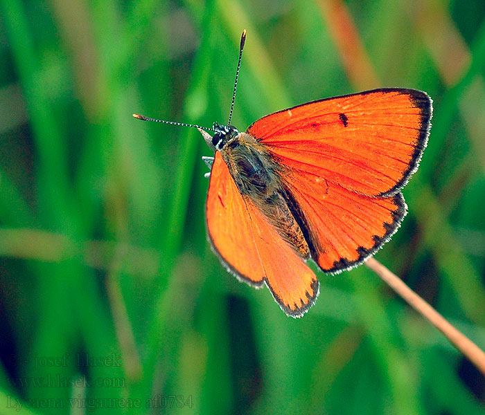 Lycaena virgaureae