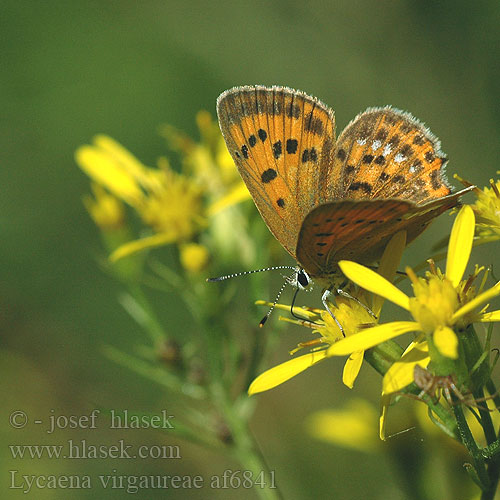 Lycaena virgaureae Czerwończyk kacik Ohniváčik zlatobyľový Ohniváček celíkový