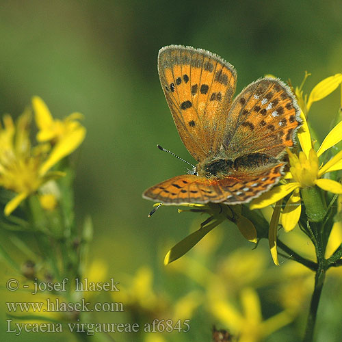 Lycaena virgaureae Ohniváček celíkový Червонец огненный многоглазка огненная