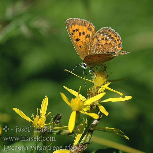 Lycaena virgaureae Manto Oro Vitfläckig guldvinge Oransjegullvinge