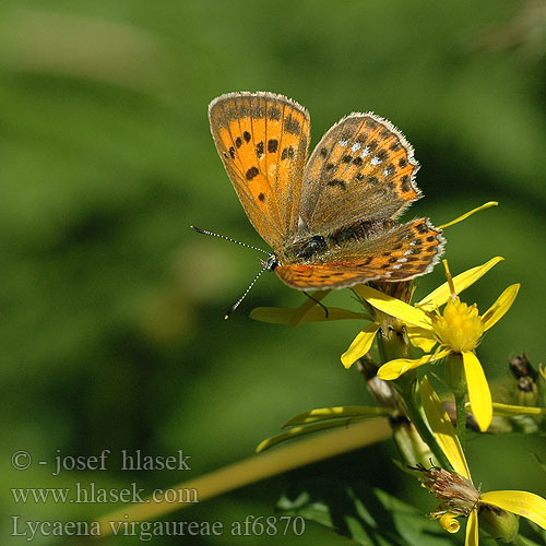 Lycaena virgaureae Dukatsommerfugl Morgenrood Orman Bakir Kelebegi