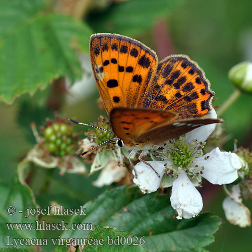 فراشة النحاس النادر Ugninis auksinukas Lycaena virgaureae Heodes Scarce