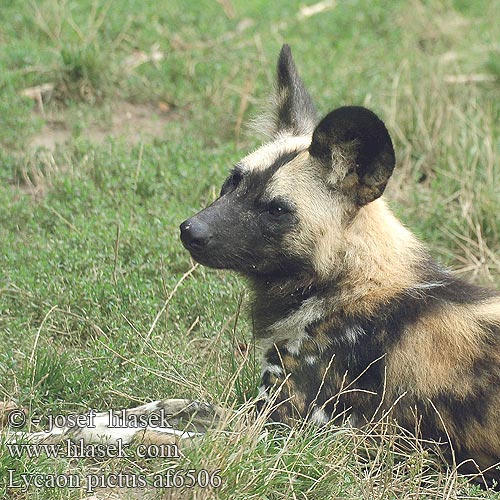 Lycaon pictus African Wild Dog Wildehond Ki gouez Afrika Хиеново куче Gos salvatge africà Pes hyenovitý Hyænehund Afrikanischer Wildhund Afrički divlji pas זאב טלוא აფთრისებრი ძაღლი Hiēnsuns Afrikos hieninis šuo Afrikai vadkutya Afrikaanse wilde hond リカオン Afrikansk villhund Likaon pies Mabeco Гиеновидная собака Афрички дивљи пас Hyeenakoira Afrikansk vildhund Afrika yaban köpeği 非洲野犬