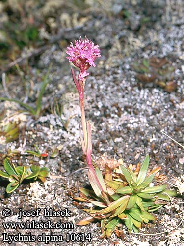 Lychnis alpina Alpine campion Alpenpechnelke Firletka alpejska