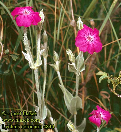 Lychnis coronaria Silene Bársonyos kakukkszegfű Kukučka vencová