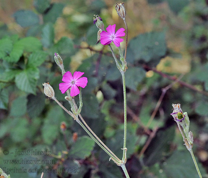 Lychnis coronaria