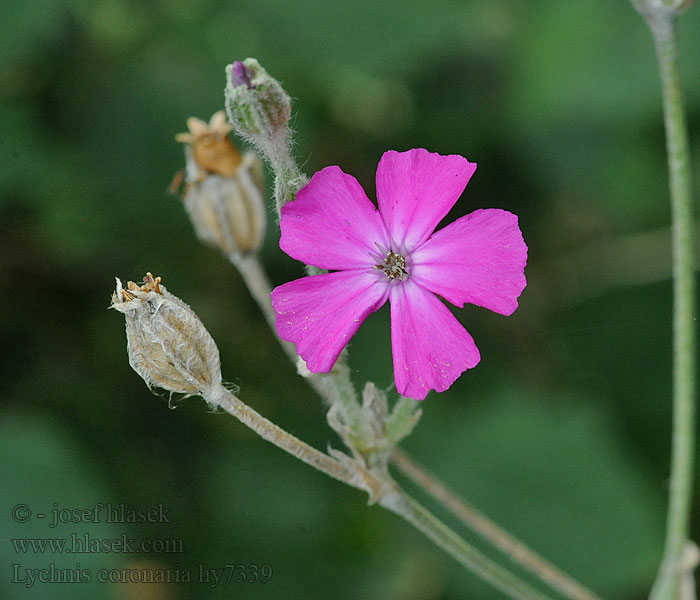 Kohoutek věncový Lychnis coronaria