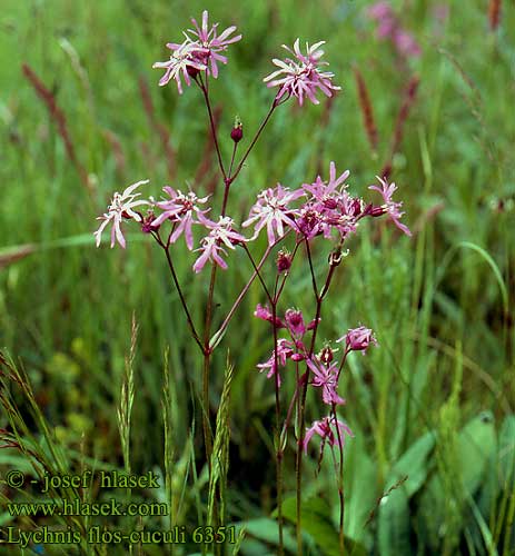 Lychnis flos-cuculi Ragged robin Travlekrone Käenkukka Fleur coucou