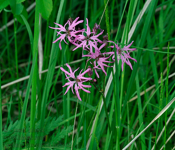 Lychnis flos-cuculi Echte koekoeksbloem Fior cuculo Réti kakukkszegfű