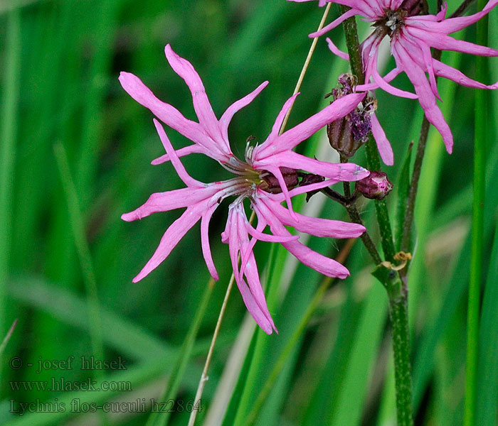 Lychnis flos-cuculi Kuckucks-Lichtnelke Flirletka poszarpana