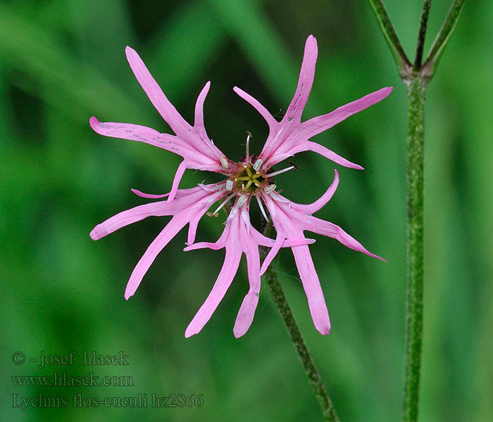 Lychnis flos-cuculi Kukučka lúčna Kohoutek luční Flor del cuclillo Gökblomster