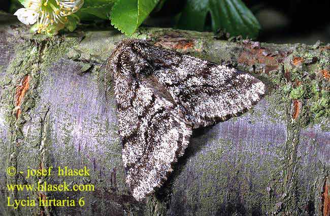 Lycia hirtaria Brindled Beauty Braunbindiger Spinnerspanner