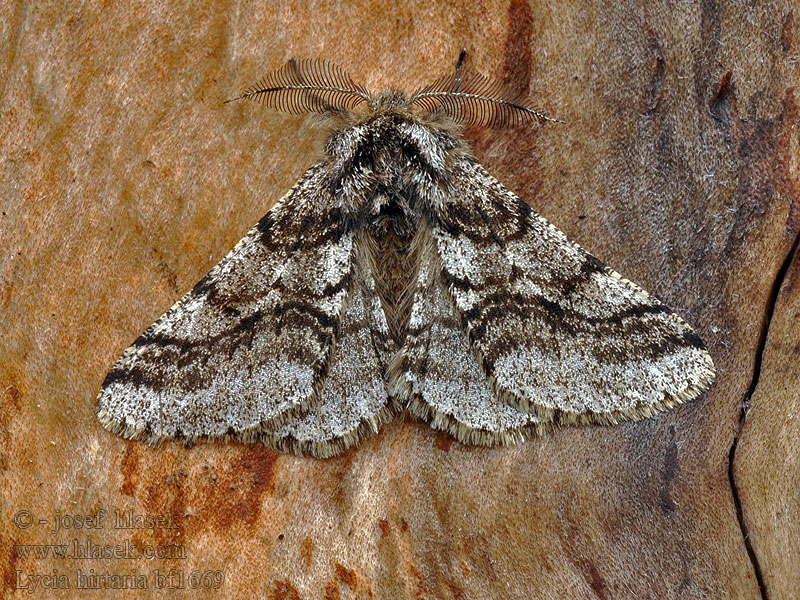 Brindled Beauty Lycia hirtaria