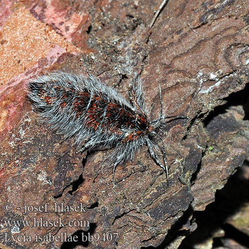 Isabellenspanner Drsnokřídlec modřínový Black Beauty Włochacz modrzewiak Piadivka smrekovcová Lycia isabellae Poecilopsis