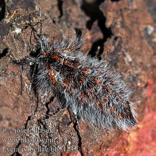 Drsnokřídlec modřínový Black Beauty Włochacz modrzewiak Piadivka smrekovcová Lycia isabellae Poecilopsis Isabellenspanner