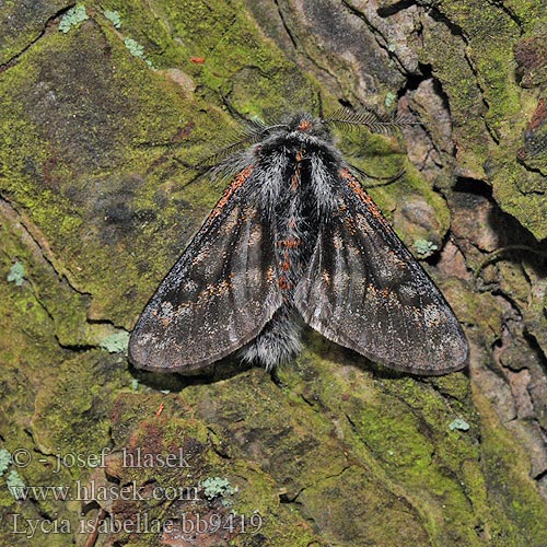 Black Beauty Włochacz modrzewiak Piadivka smrekovcová Lycia isabellae Poecilopsis Isabellenspanner Drsnokřídlec modřínový