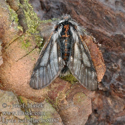 Poecilopsis isabellae Isabellenspanner Drsnokřídlec modřínový Black Beauty Włochacz modrzewiak Piadivka smrekovcová Lycia