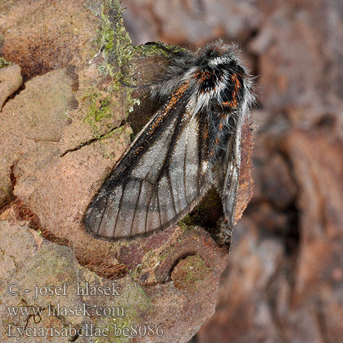 Poecilopsis Lycia isabellae Isabellenspanner Drsnokřídlec modřínový Black Beauty Włochacz modrzewiak Piadivka smrekovcová