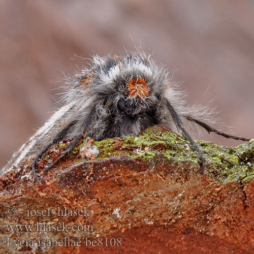 Lycia isabellae Drsnokřídlec modřínový Black Beauty Włochacz modrzewiak Piadivka smrekovcová Poecilopsis Isabellenspanner