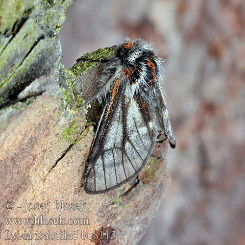 Lycia isabellae Black Beauty Włochacz modrzewiak Piadivka smrekovcová Poecilopsis Isabellenspanner Drsnokřídlec modřínový