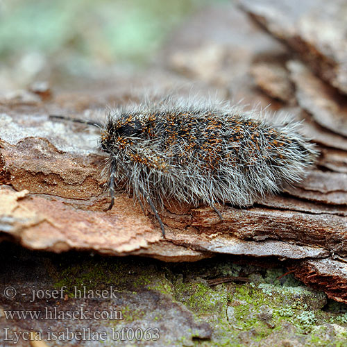 Lycia isabellae Włochacz modrzewiak Piadivka smrekovcová Poecilopsis Isabellenspanner Drsnokřídlec modřínový Black Beauty