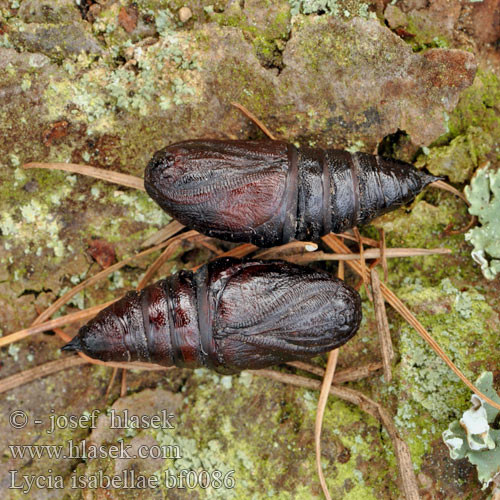 Lycia isabellae Poecilopsis Isabellenspanner Drsnokřídlec modřínový Black Beauty Włochacz modrzewiak Piadivka smrekovcová