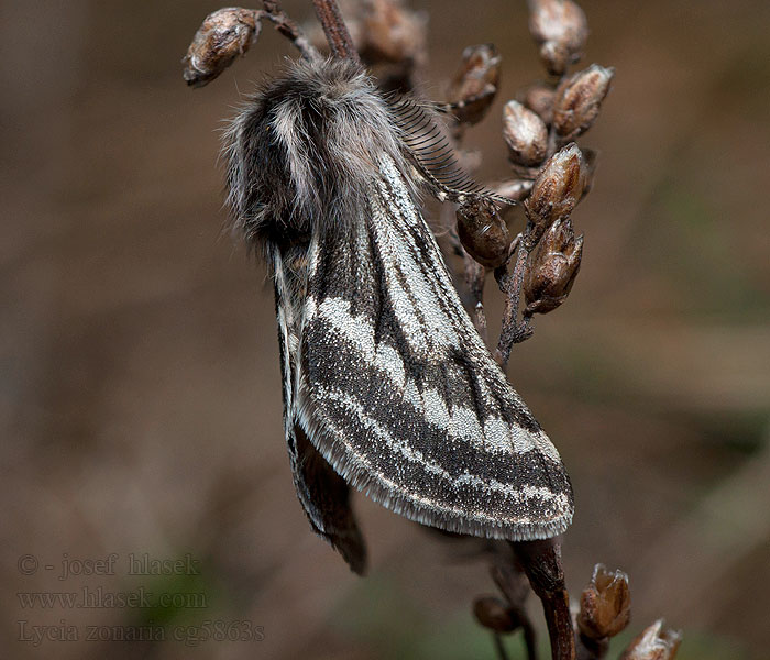 Lycia zonaria Trockenrasen-Dickleibspanner