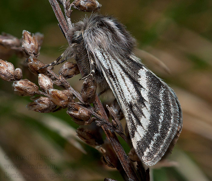 Lycia zonaria Belted Beauty