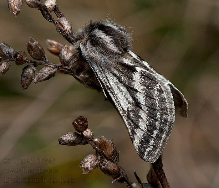 Lycia zonaria Piadivka bielopása