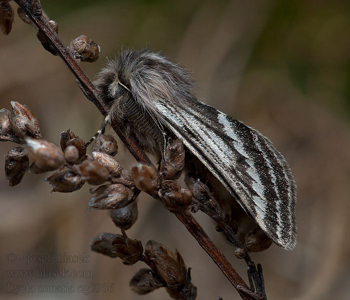 Lycia zonaria Nyssie zonée