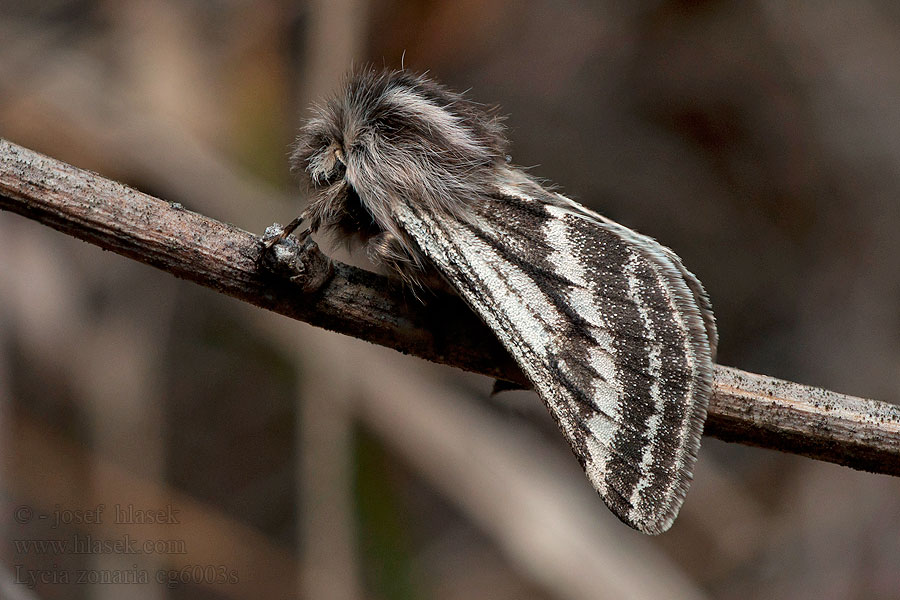 Lycia zonaria Włochacz zonaria Rouwrandspanner
