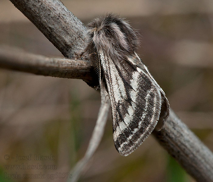 Trockenrasen-Dickleibspanner Lycia zonaria