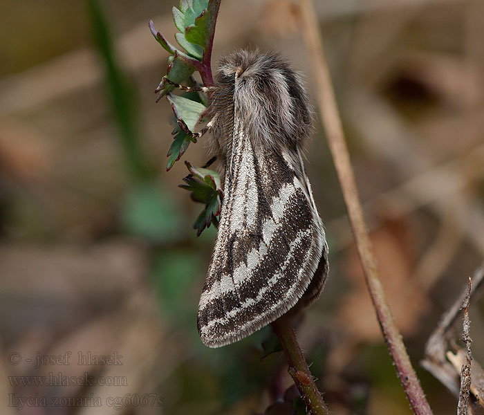 Belted Beauty Lycia zonaria