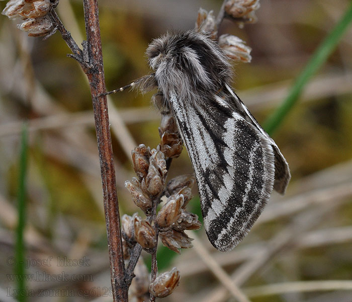 Piadivka bielopása Lycia zonaria