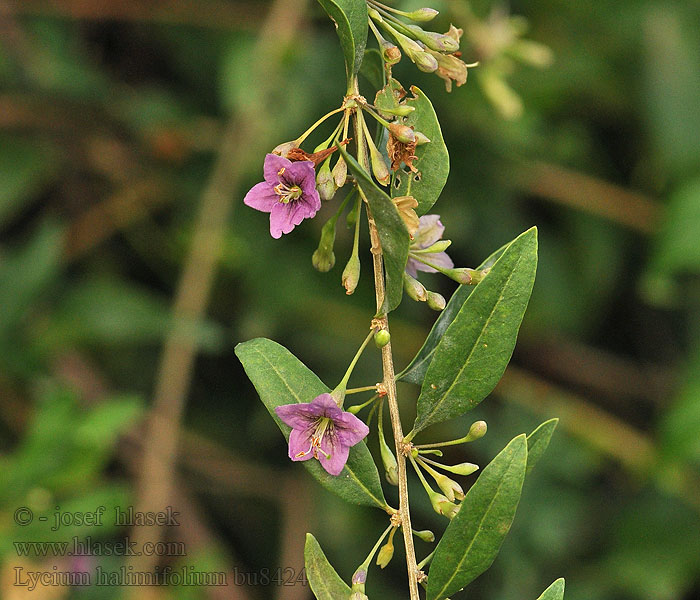 Lyciet Barbarie Boksdoorn Licio italico Lycium halimifolium