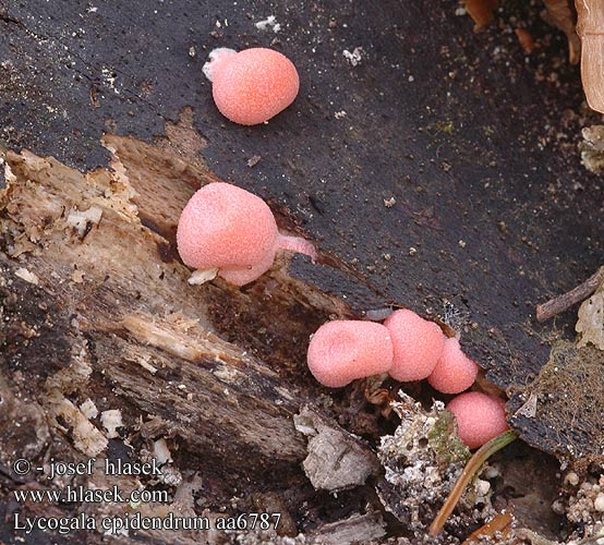 Lycogala epidendrum DK: Almindelig rodart FI: sudenmaito FR: Lait de loup NL: Bloedweizwam DE: Blutmilchpilz PL: Rulik nadrzewny SK: Vlčinka červená CZ: vlčí mléko červené SE: Vargmjölk SYN: miniatum