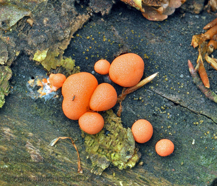 Vlčí mléko červené Blutmilchpilz Rulik nadrzewny Ликогала древесинная Lycogala epidendrum
