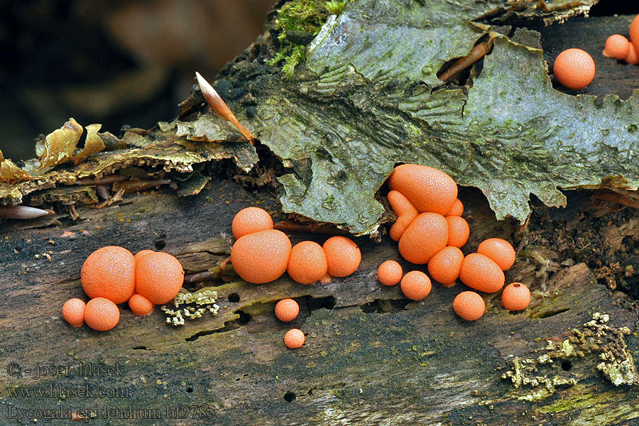Lycogala epidendrum Ликогала древесинная Gewone boomwrat Wolf's milk slime Vlčinka červená